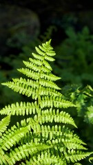 fern leaves