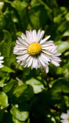 daisy flower