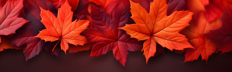 Autumn maple leaves on banner background