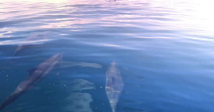Dolphins under transparent ocean water swim in family group toward sunlight