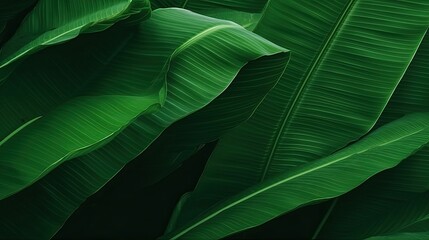 closeup banana leaf texture in garden