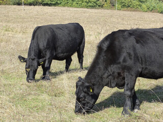Two black angus cows graze on pasture