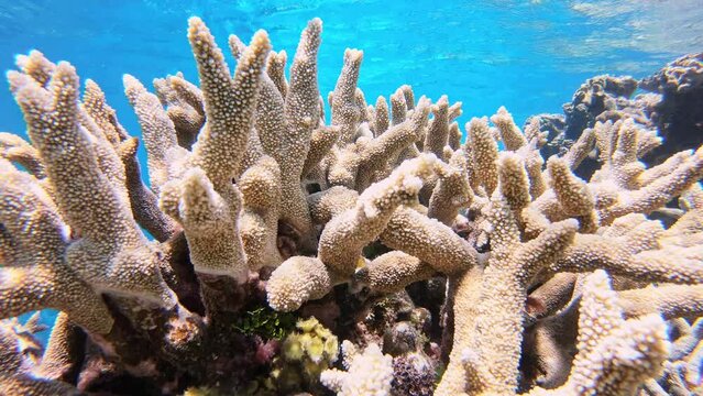 Chevron butterflyfish Chaetodon Trifascialis Great Barrier Reef corals Australia