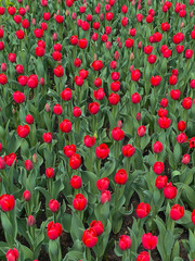 Fototapeta premium red tulips in a flowerbed in a park on the street as a backdrop