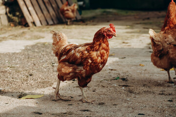 Chickens on a farm in northern Italy
