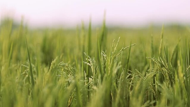 green paddy rice field in the wind - slow motion, green wheat field