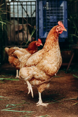 Chickens on a farm in northern Italy