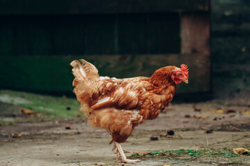 Chickens on a farm in northern Italy