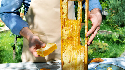 Production of organic honey in ecological apiaries. Natural honey and bee products. A beekeeper in an apron holds honey in a honeycomb and a frame with honey in his hands staying in summer garden. - obrazy, fototapety, plakaty