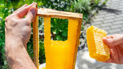 A beekeeper holds a frame with honey in his hands in the summer garden. Juicy honeycombs with...
