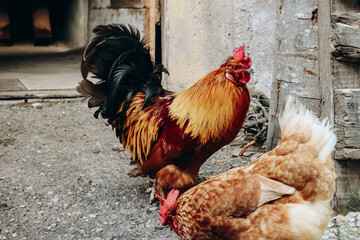 Rooster on a farm in northern Italy