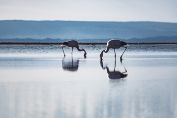 landscape in the Atacama desert with flamingos in blue lagoons and mountains at sunset