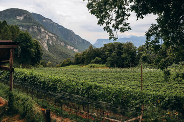 Naklejka premium Vineyards in the mountains in South Tyrol in northern Italy, about 15 km south of Bolzano.