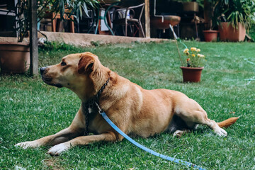 Naklejka na ściany i meble Beautiful red dog lies on the grass on the lawn