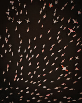 Aerial view of Pink Flamingo at St. Lucia Game Reserve (St. Lucia Estuary), KwaZulu-Natal, South Africa.