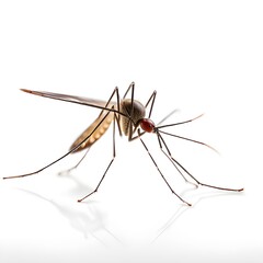 mosquito on white background, closeup.