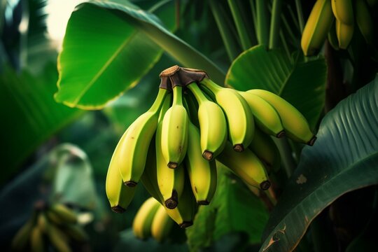 Image of a banana plant with green leaves and a bunch of bananas. Generative AI