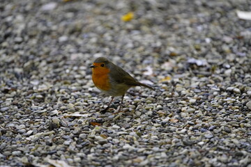 
European Robin (Erithacus rubecula) Muscicapidae family. 
