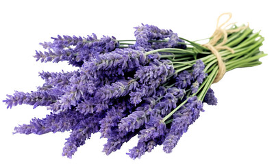 bunch of lavender isolated on transparent or white background, png 