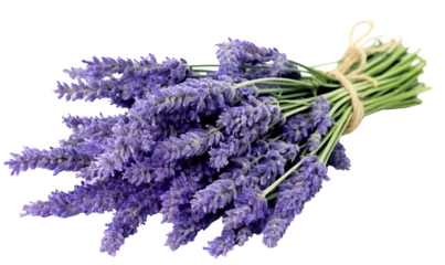 Fototapeten bunch of lavender  isolated on transparent or white background, png  © Dina Studio