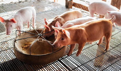 Portrait of a cute small piglet on the farm. group of mammals waiting for feed. swine in the stall.