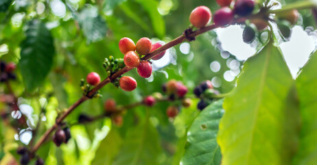 Agricultural raw coffee bean business produces. Red ripe berry coffee beans on the coffee plant.