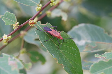 Small Tessaratoma papillosa found in forests and grasslands.