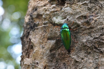 Buprestidae found in the forest.