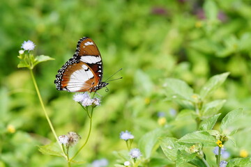 Hypolimnas bolina found in the forest.