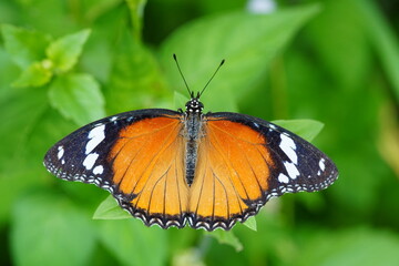 plain tiger found in the garden.