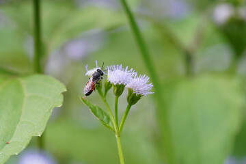 Anthophila found in the forest.