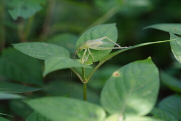 Eugryllacris found in the forest.
