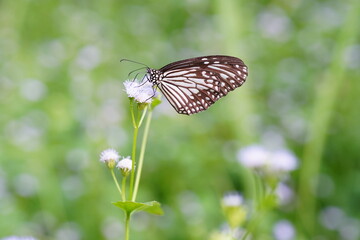 Ideopsis vulgaris found in the forest.