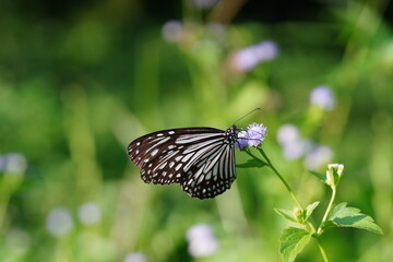 Ideopsis vulgaris found in the forest.