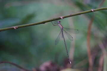 Dragonflies found in the forest.
