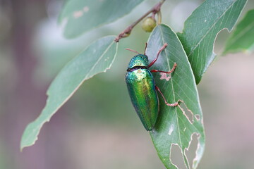 Buprestidae found in the forest.