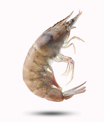 Fresh white shrimp isolated on white background with clipping path. Seafood. Raw prawn as package design element.