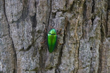 Buprestidae found in the forest.