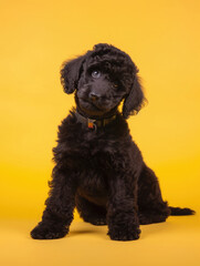 Adorable black poodle puppy tilting its head. Pet studio portrait on a yellow background