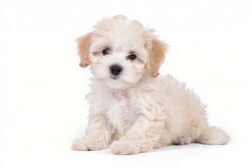 Obraz premium Adorable maltipoo puppy sitting on a white background