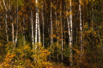 autumn birch forest with white tree trunks and multicolor leaves.  vibrant color of October.  side view