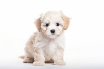 Obraz premium Studio portrait of a cuddly cream maltipoo puppy