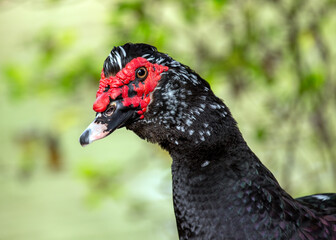 Muscovy Duck (Cairina moschata)