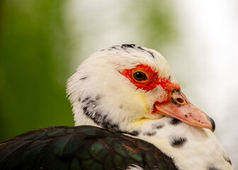 Muscovy Duck (Cairina moschata)