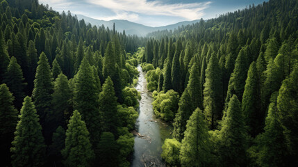 Serene Streams in Ancient Redwood Forests