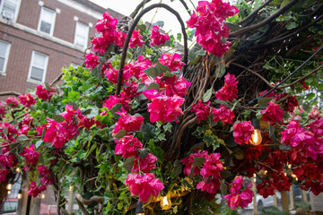 Fototapeta premium flowers in the garden