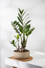 Zamioculcas zamiifolia or zz plant on the wooden table in living room.