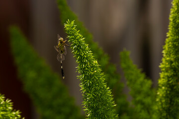 Dragonfly sitting on a branch