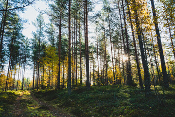 Forest in early morning light in autumn