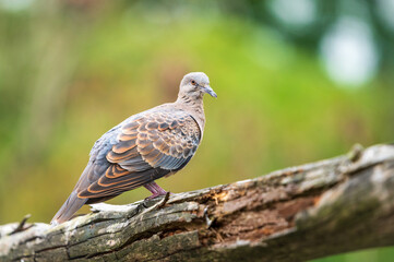 Oriental Turtle Dove (Streptopelia orientalis) perching on branch.
